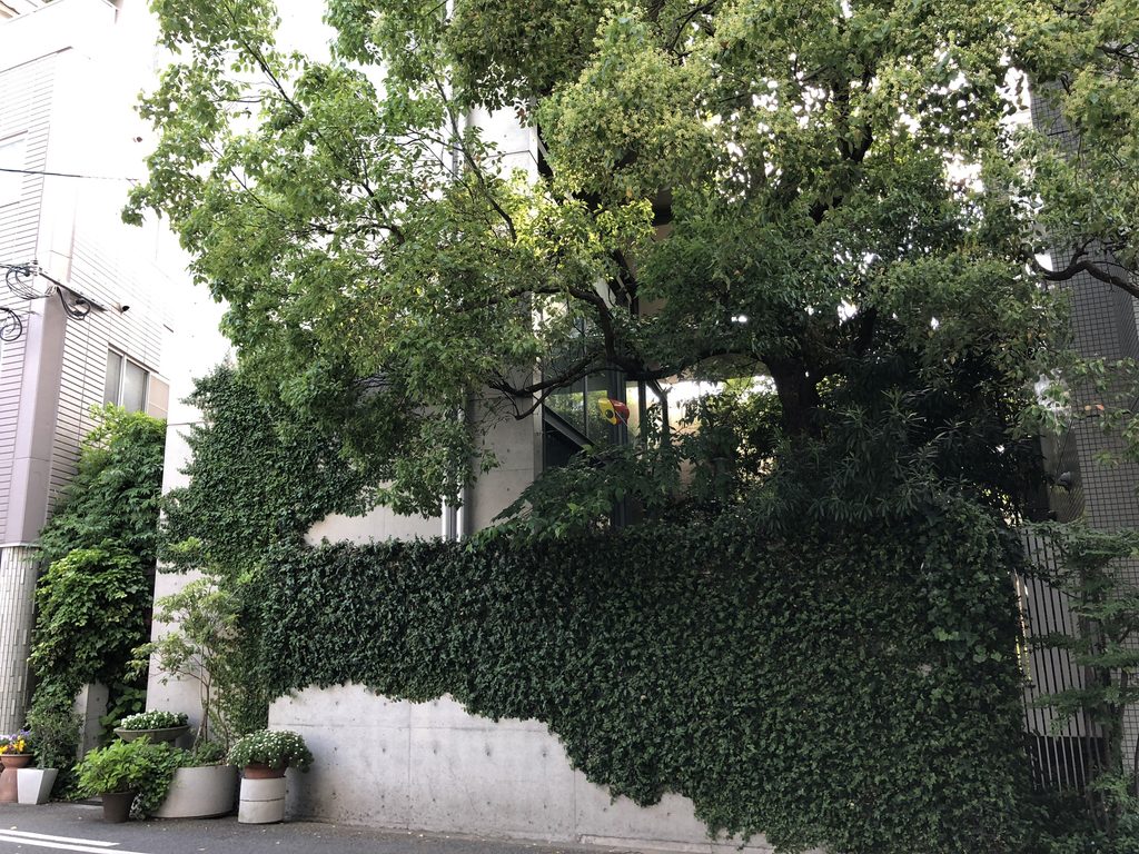 蔦と樹木に包まれた大淀のアトリエ・アネックス / Atelier in Oyodo Annex wrapped in ivy and trees