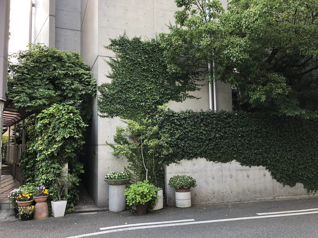 蔦の隙間から打放しコンクリートが現れる道路側の壁 / Street-facing wall with exposed concrete emerging between the ivy