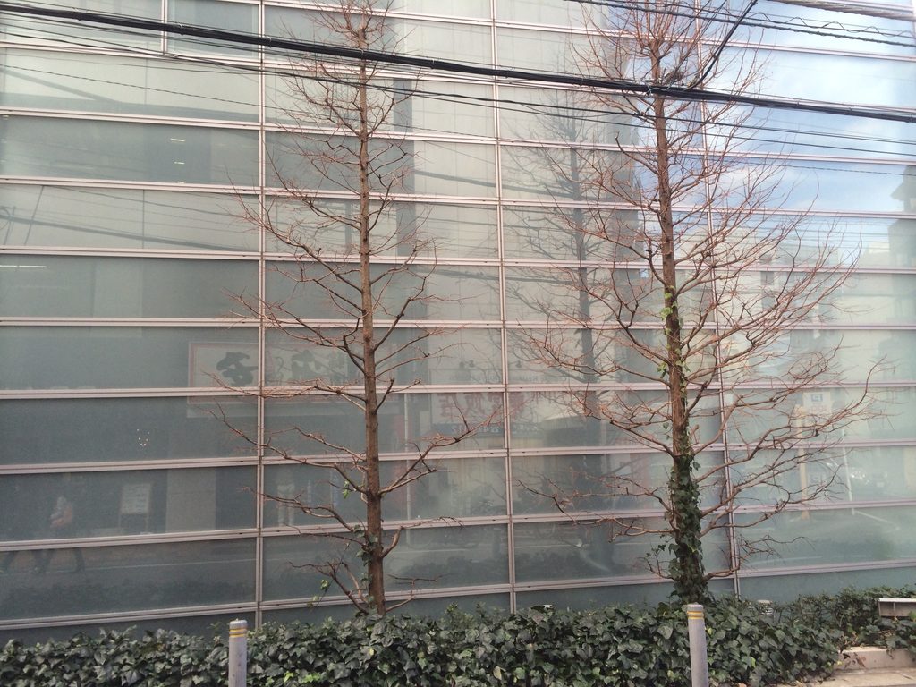 樹木と植栽越しに見る橋本眼科西口医院の半透明ガラスファサード / Translucent facade of Hashimoto Eye Clinic viewed behind trees and planting