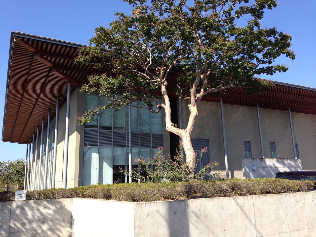 境内の樹木越しに見た太岳院本堂の大屋根と外壁 / Broad roof and exterior walls of Taigakuin Temple seen behind a mature tree