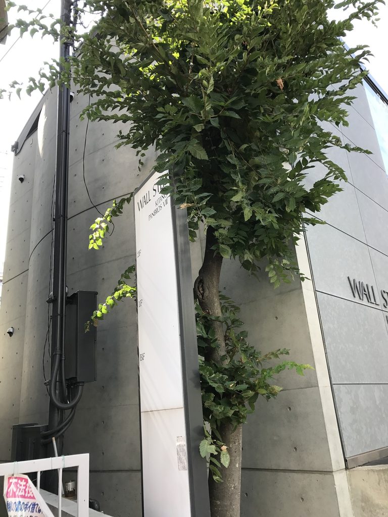 WALL STEP側面に立ち上がる打放しコンクリート壁 / Exposed-concrete wall along the side of WALL STEP